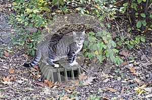 Grey Tabby Cat Exploring His Neighborhood in Autumn #2
