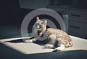 Grey tabby cat laing on sofa