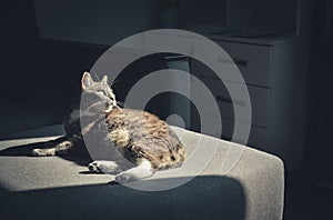 Grey tabby cat laing on sofa