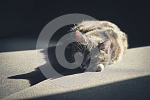 Grey tabby cat laing on sofa