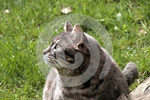 Grey tabby cat on lawn in Swiss village garden