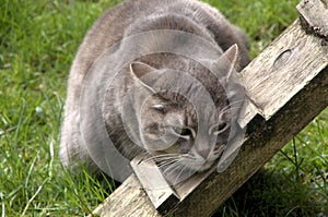 Grey tabby cat on lawn in Swiss village garden