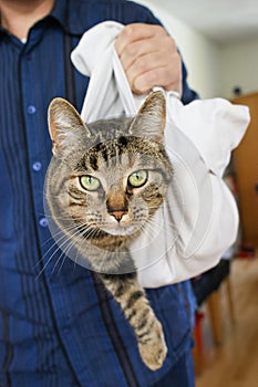 Grey tabby cat lhaning in a b ag being held by a caucasian male