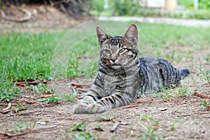 Grey tabby cat lies on the ground and stretched out