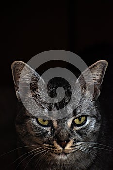 Grey tabby cat looks dangerous and serious on black background photo