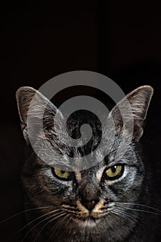 Grey tabby cat looks dangerous and serious on black background