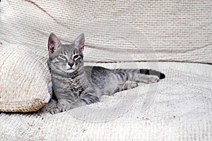 Grey tabby cat lying stretched out on white cushion and looking squinting at camera, copy space