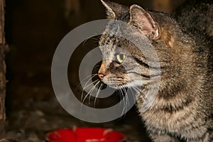 Grey tabby cat at night