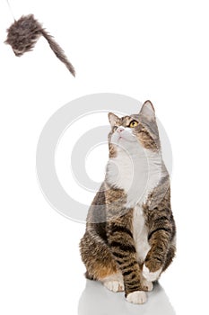 Grey tabby cat playing with a toy