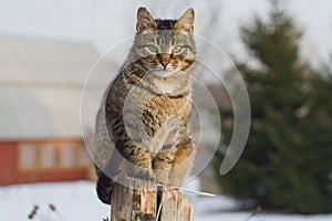 Grey tabby cat sitting on post