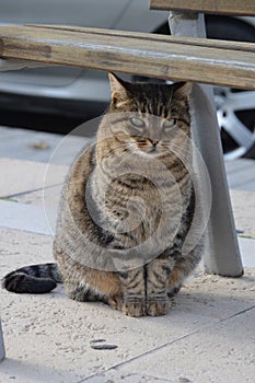 Grey tabby cat under public wooden bench