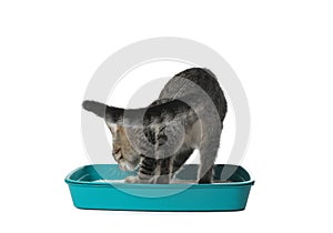 Grey tabby cat using litter tray on background. Adorable pet