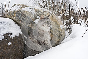 grey tabby cat walks in the snow on a winter sunny day