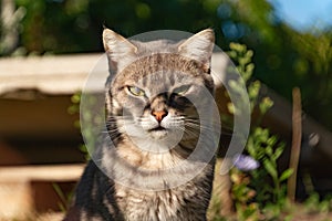 Grey Tabby with Green Eyes blurry background in summertime in countryside.