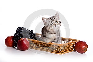 Grey tabby kitten British cat and fruit