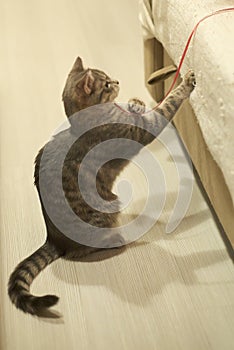 Grey tabby kitty plays with red string on sandy yellow with brown sofa.