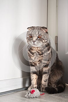 Grey tabby scottish fold cat with amber eyes sitting in the corner near his toy mouse