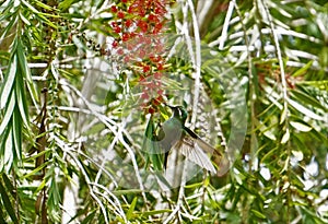 Grey-tailed mountaingem hummingbird resting on Callistemon blossom photo