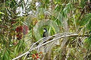 Grey-tailed mountaingem hummingbird sitting on red bottlebrush branch photo