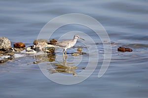 Grey-tailed Tattler