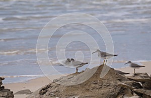 Grey tailed Tattler birds with sea in background