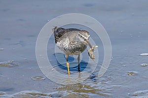 Grey-tailed Tattler catching a crab in the beach