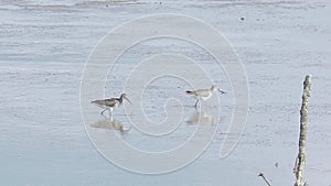 Grey tailed Tattler eating crab on mudflats. Water bird wandering for fishing in marsh land at low tide. Wading bird shallow water