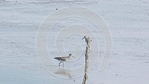 Grey tailed Tattler eating crab on mudflats. Water bird wandering for fishing in marsh land at low tide. Wading bird shallow water