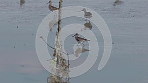 Grey tailed Tattler eating crab on mudflats. Water bird wandering for fishing in marsh land at low tide. Wading bird shallow water