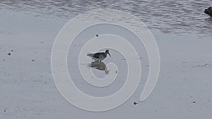 Grey tailed Tattler eating crab on mudflats. Water bird wandering for fishing in marsh land at low tide. Wading bird shallow water