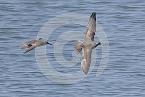 Grey-tailed Tattler flying on the sea