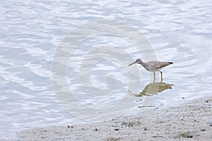 Grey-tailed Tattler looking for feeds in the tidal flat