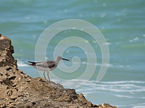 Grey-Tailed Tattler migratory shorebird with sea background
