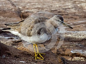 Grey-tailed Tattler in New South Wales, Australia