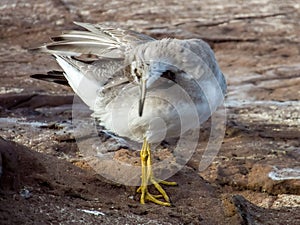 Grey-tailed Tattler in New South Wales, Australia