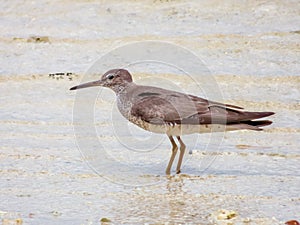 Grey-tailed Tattler in Queensland Australia