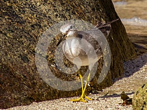 Grey-tailed Tattler in Queensland Australia