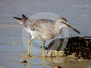 Grey-tailed Tattler in Queensland Australia