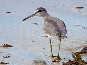 Grey-tailed Tattler in Queensland Australia