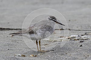 GREY-TAILED TATTLER standing on a sandy beach in spring