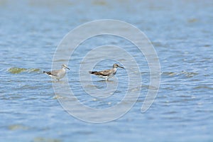 Grey-tailed Tattler Tringa brevipes.