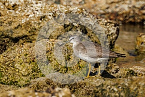 Grey-tailed Tattler in Western Australia