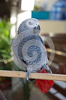 Grey talking parrot Jacko with a bright red tail