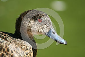 Grey Teal Duck