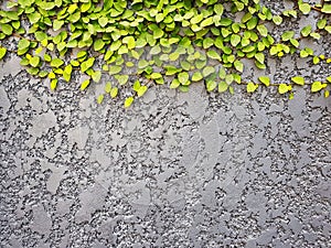 Grey Textured Concrete Background Wall With Creeping Green Leaves