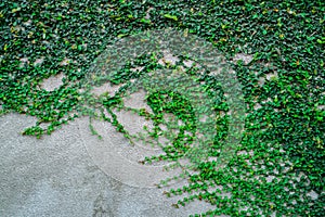 Grey textured concrete wall covered with green climbing plant. Natural gray-green background.