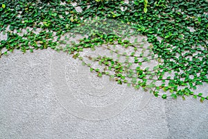 Grey textured concrete wall covered with green climbing plant. Natural gray-green background.