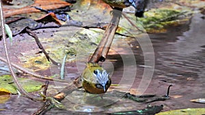 Grey-throated Babbler nature bird dring and play water