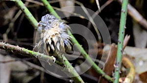 Grey-throated Babbler nature bird dring and play water