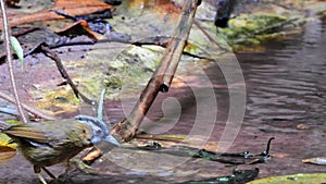 Grey-throated Babbler nature bird dring and play water